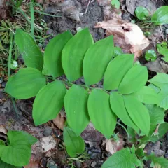 hairy Solomon's-seal thumbnail 2