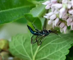 Synanthedon viburni thumbnail 1