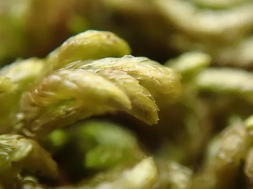 Glasswort Feather-moss