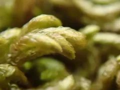 Glasswort Feather-moss thumbnail 1