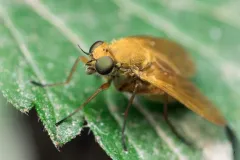 Arthroceras pollinosum thumbnail 2