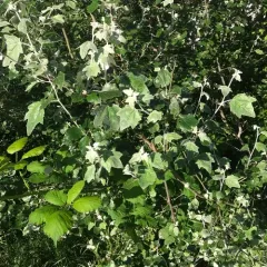 white poplar thumbnail 3
