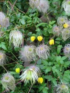 Orange-peel Clematis thumbnail 1