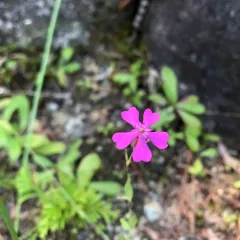 Sweet William Catchfly thumbnail 2