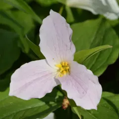 large white trillium thumbnail 2