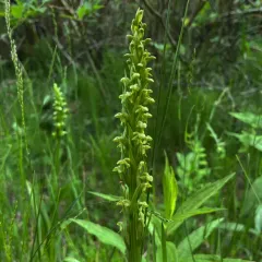 north wind bog orchid thumbnail 3