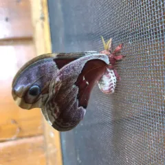 Promethea Silkmoth thumbnail 4