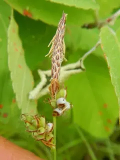 Anthracoidea caricis thumbnail 2
