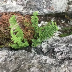 fragrant wood fern thumbnail 3