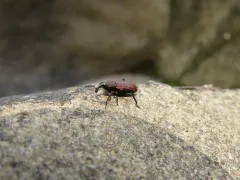 Steremnius carinatus thumbnail 2