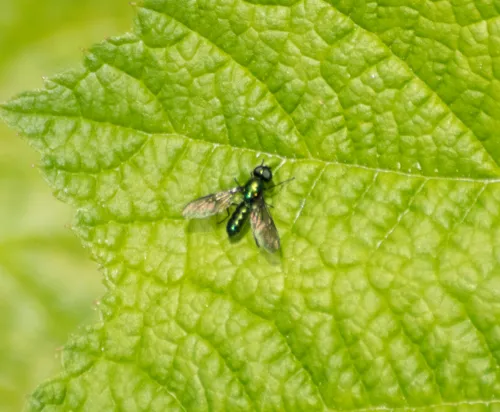 Sargus viridis