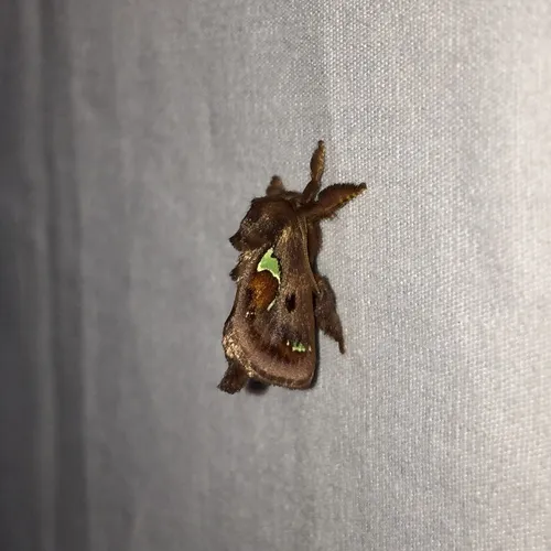 Spiny Oak-slug Moth
