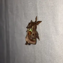Spiny Oak-slug Moth thumbnail 1