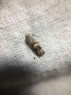 Minute Ragweed Borer thumbnail 2