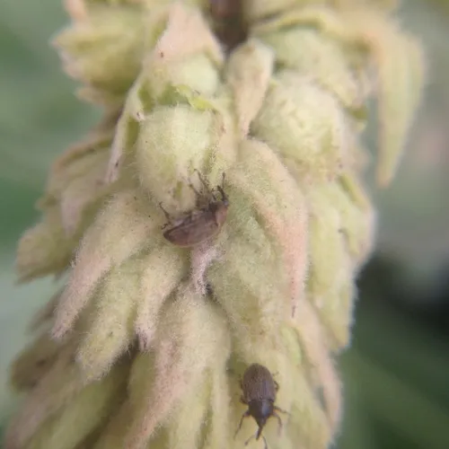Mullein Weevil