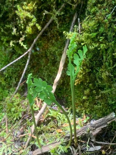 western moonwort