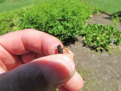 Dinothenarus pleuralis thumbnail 1