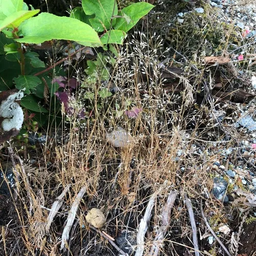 Silver Hairgrass