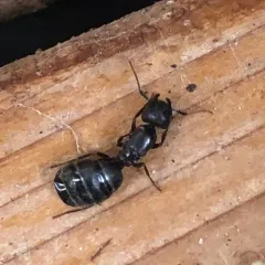 Western Black Carpenter Ant thumbnail 3