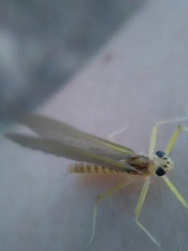 Heptagenia adaequata