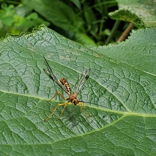 Greene's Giant Ichneumonid Wasp