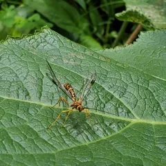 Greene's Giant Ichneumonid Wasp thumbnail 1