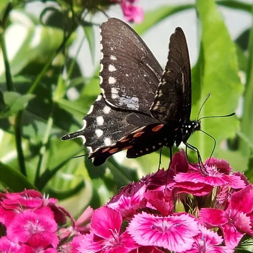 Pipevine Swallowtail