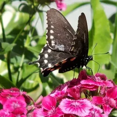 Pipevine Swallowtail thumbnail 1