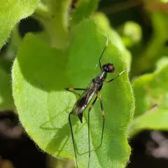 Rainieria antennaepes thumbnail 4