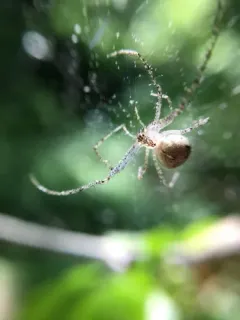 Reticulated Pirate Spider thumbnail 3