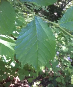 Wych Elm thumbnail 2