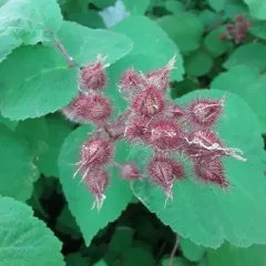 wineberry thumbnail 3