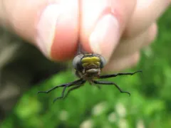 Spine-crowned Clubtail thumbnail 3