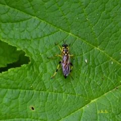Xylomya terminalis thumbnail 2