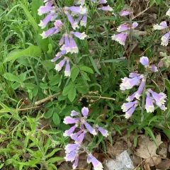 hairy beardtongue thumbnail 4