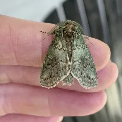 Wavy-lined Heterocampa Moth thumbnail 3
