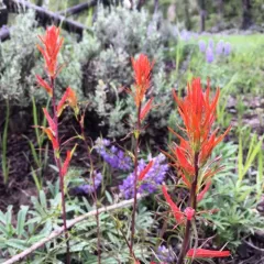 Wyoming Paintbrush thumbnail 3