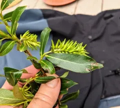 Autumn Willow thumbnail 3