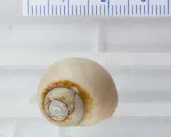 Pale moonsnail thumbnail 2