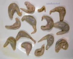 Pentamera calcigera thumbnail 2