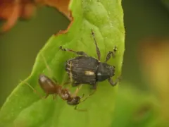 Rhinoncus leucostigma thumbnail 3