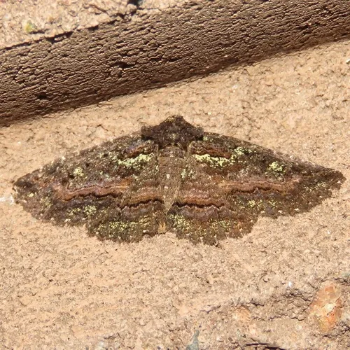 Green-dusted Zale Moth