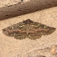 Green-dusted Zale Moth thumbnail 1