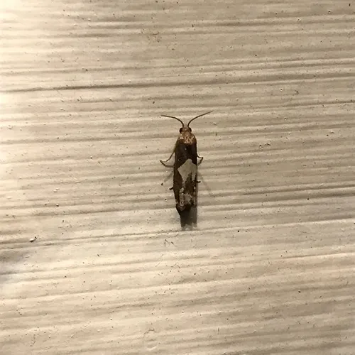 Bidens Borer Moth