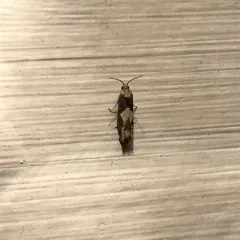 Bidens Borer Moth thumbnail 1