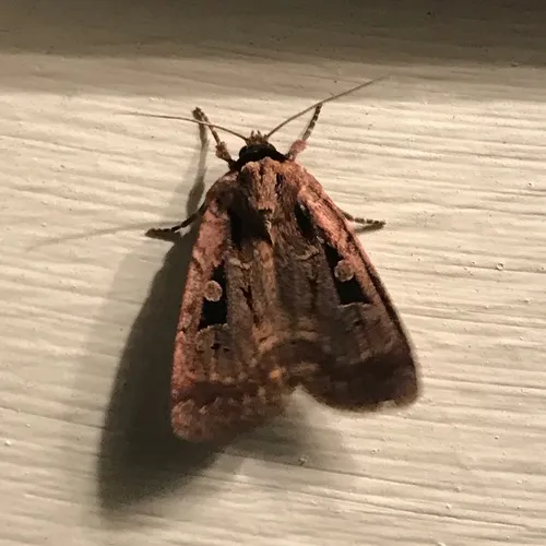 Two-spotted Dart