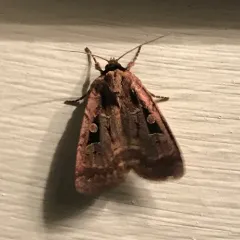 Two-spotted Dart thumbnail 1