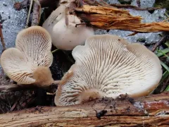 Lentinellus montanus thumbnail 2