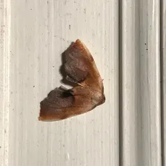Purple Plagodis Moth thumbnail 2