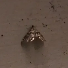 Canadian Petrophila thumbnail 1